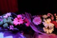 /album/gala-2016/a13466123-10154241072359253-3987503444147857069-n-jpg/